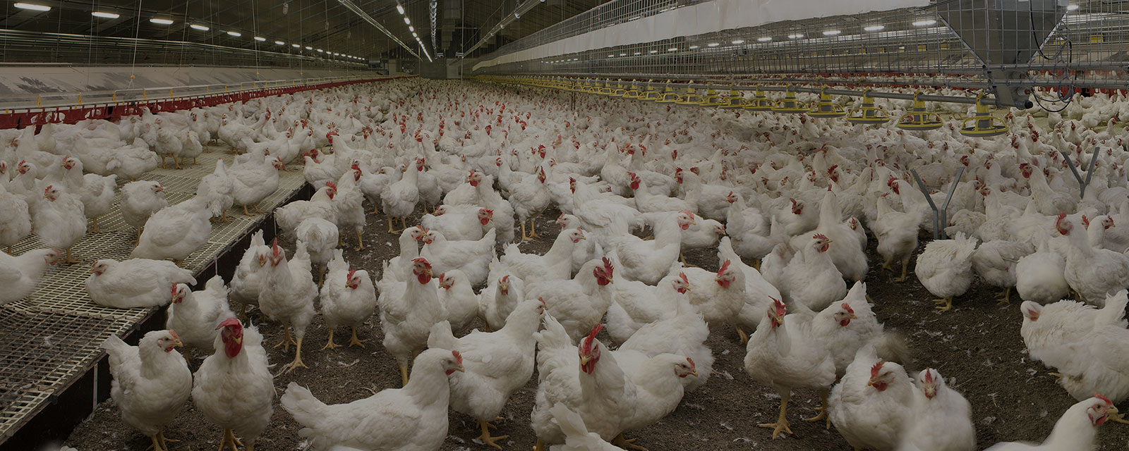 Rosehill Poultry | About