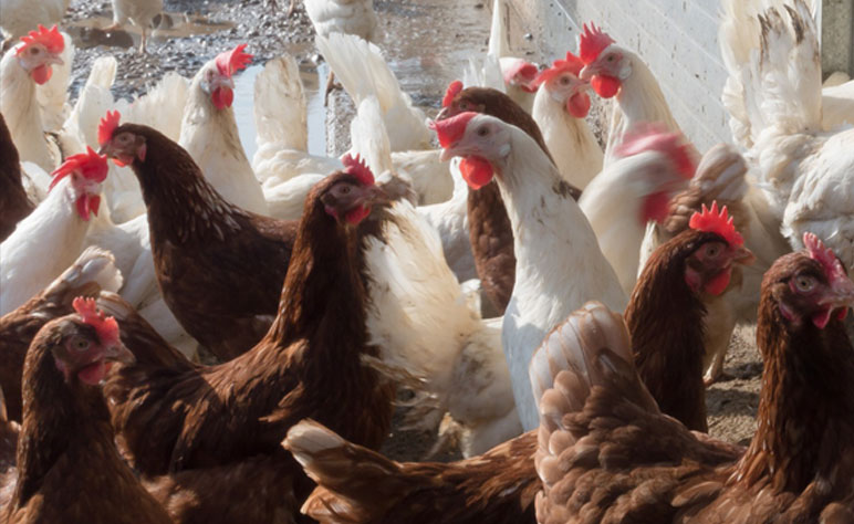 Rosehill Poultry | Services | Vaccination Programme Advice