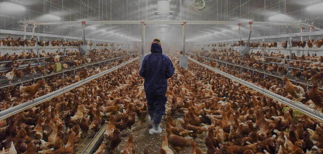 Homepage | Rosehill Poultry